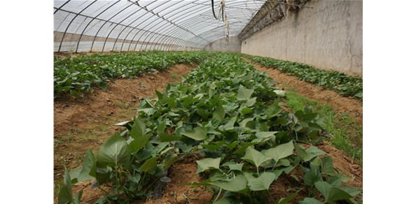棲霞德豐深耕“甜蜜”產業(yè)！“煙薯25”種苗長勢喜人