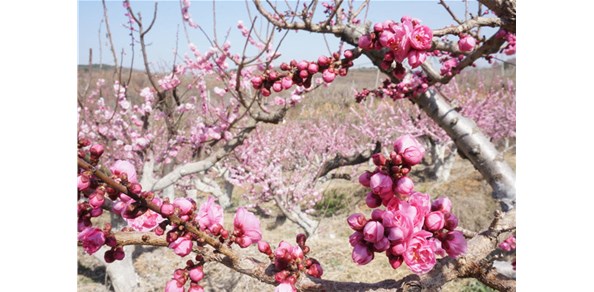 美到窒息！棲霞千畝梅花谷，暗香浮動(dòng)醉游人